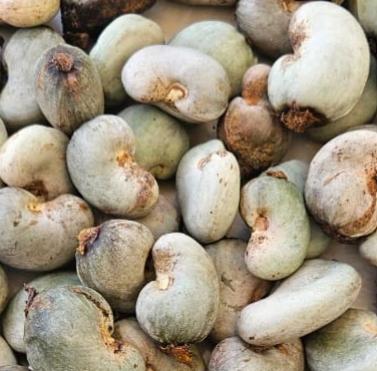 p1 Raw cashew nuts (Anarcadium occidentale), caju