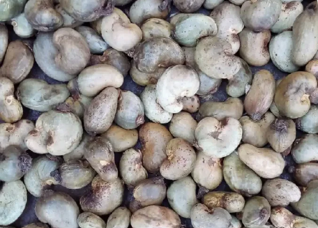 p1 Raw Cashew Nut